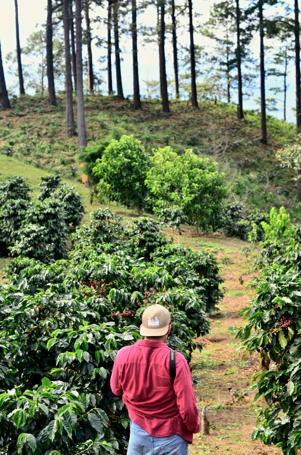 Hacienda de cafe verde de especialidad